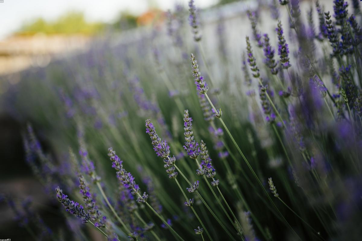 Création d'un jardin sec avec plantes vivaces résistantes à la sécheresse